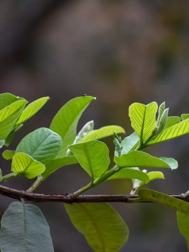 5 Such Benefits of Guava Leaves That You Have Never Heard of Before.