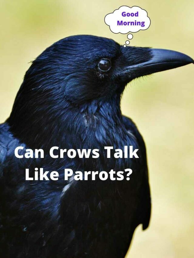 cropped-Can-Crows-Talk-Like-Parrots-640x853.jpg